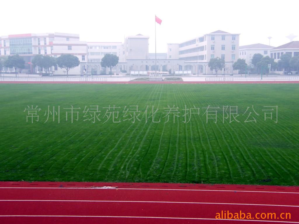提供运动草坪的建植养护