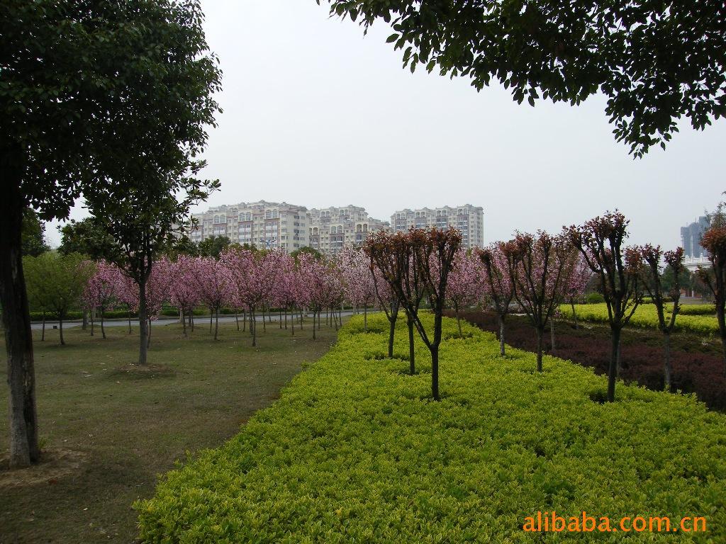 常州北郊中学绿化养护
